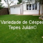 Variedade de Césped. Tepes Julián. Variedade de Césped. Tepes Julián.