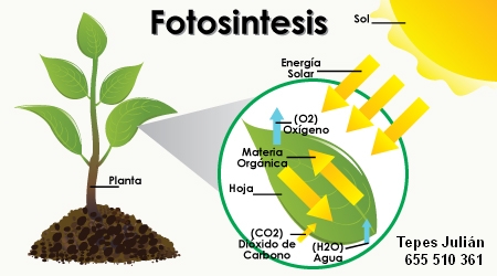 Fotosíntesis: concepto y factores