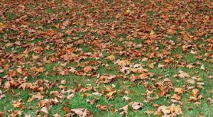 Césped cubierto de hojas secas