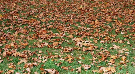 Césped cubierto de hojas secas