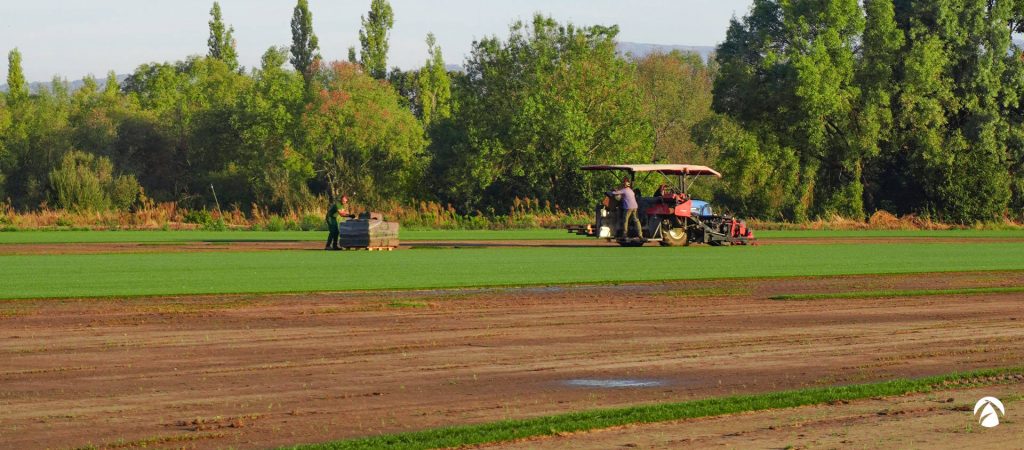 Agrocésped césped natural