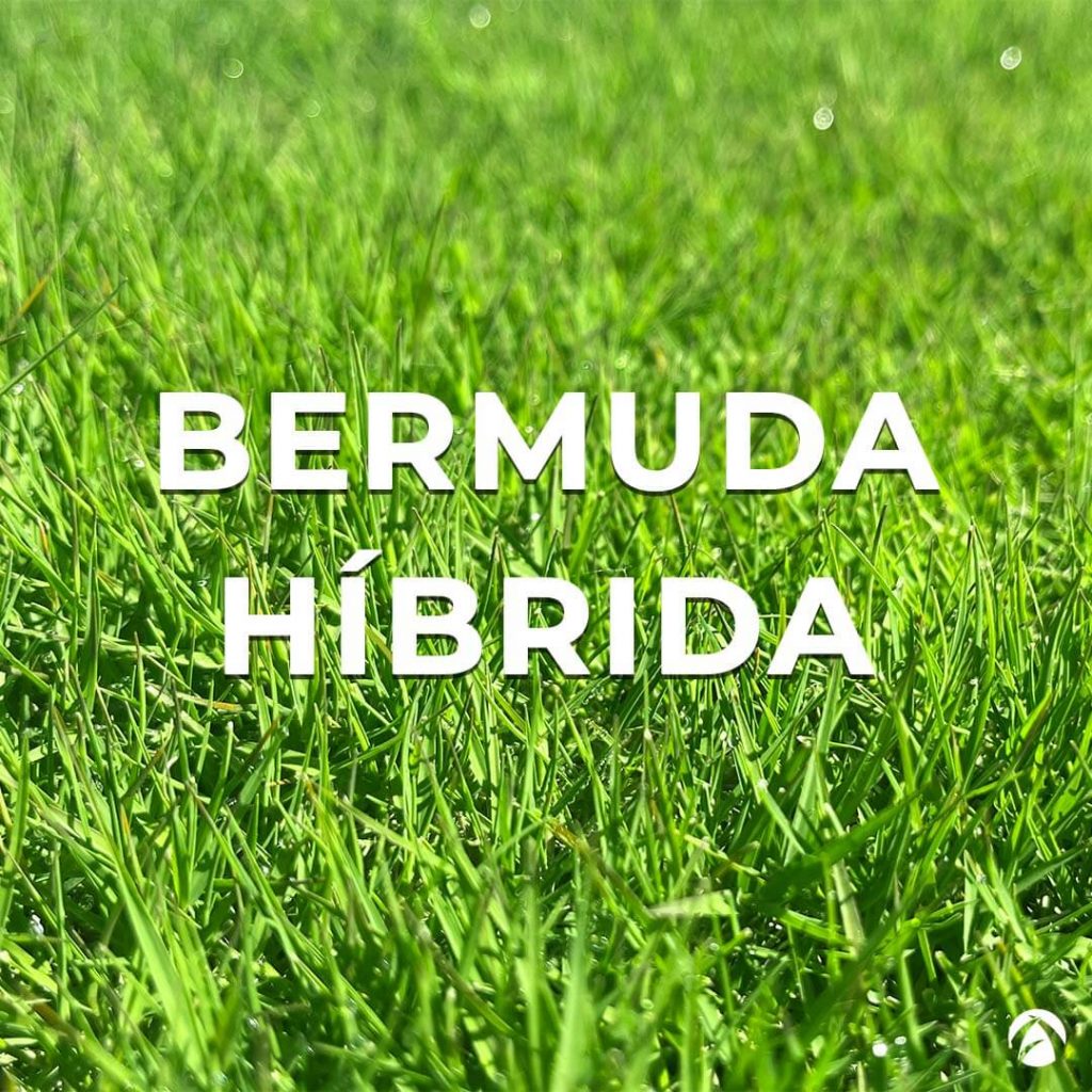 Bermuda Híbrida