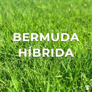 Bermuda Híbrida