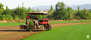 Empresa de césped natural en tepes