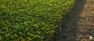 Parcela de césped natural