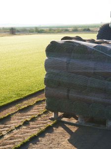 Producción de césped natural