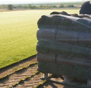 Producción de césped natural