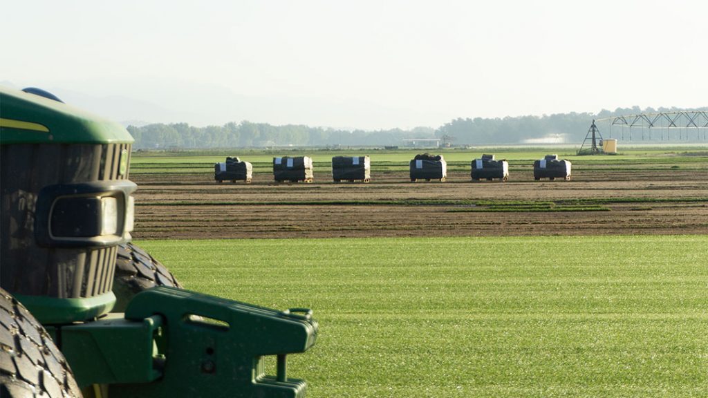 Rollos de césped natural agrocesped