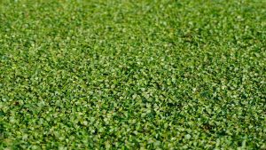 Variedad de cesped Dichondra Repens