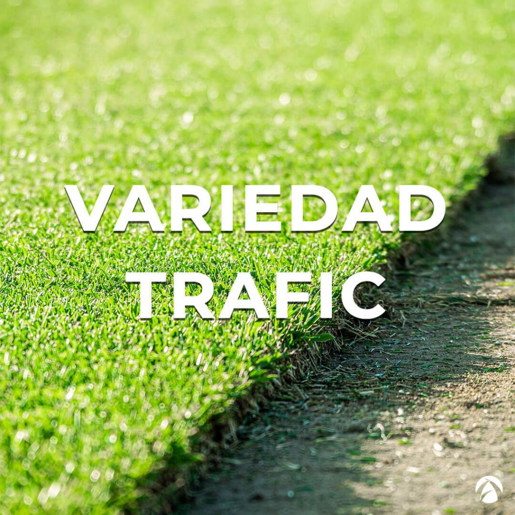 Variedad trafic