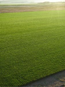 Variedad trafic Agrocésped