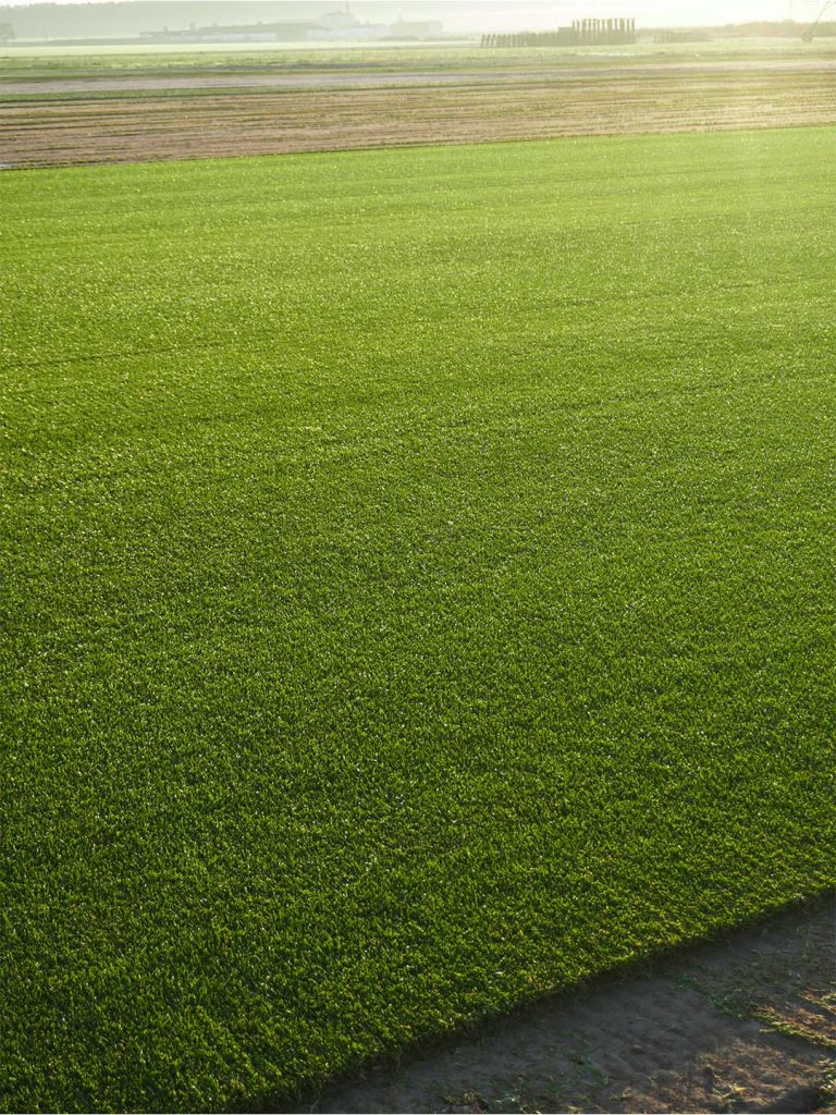 Variedad trafic Agrocésped