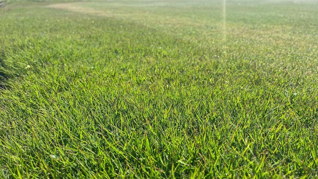 variedad de cesped Bermuda hibrida