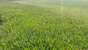 variedad de cesped Bermuda hibrida